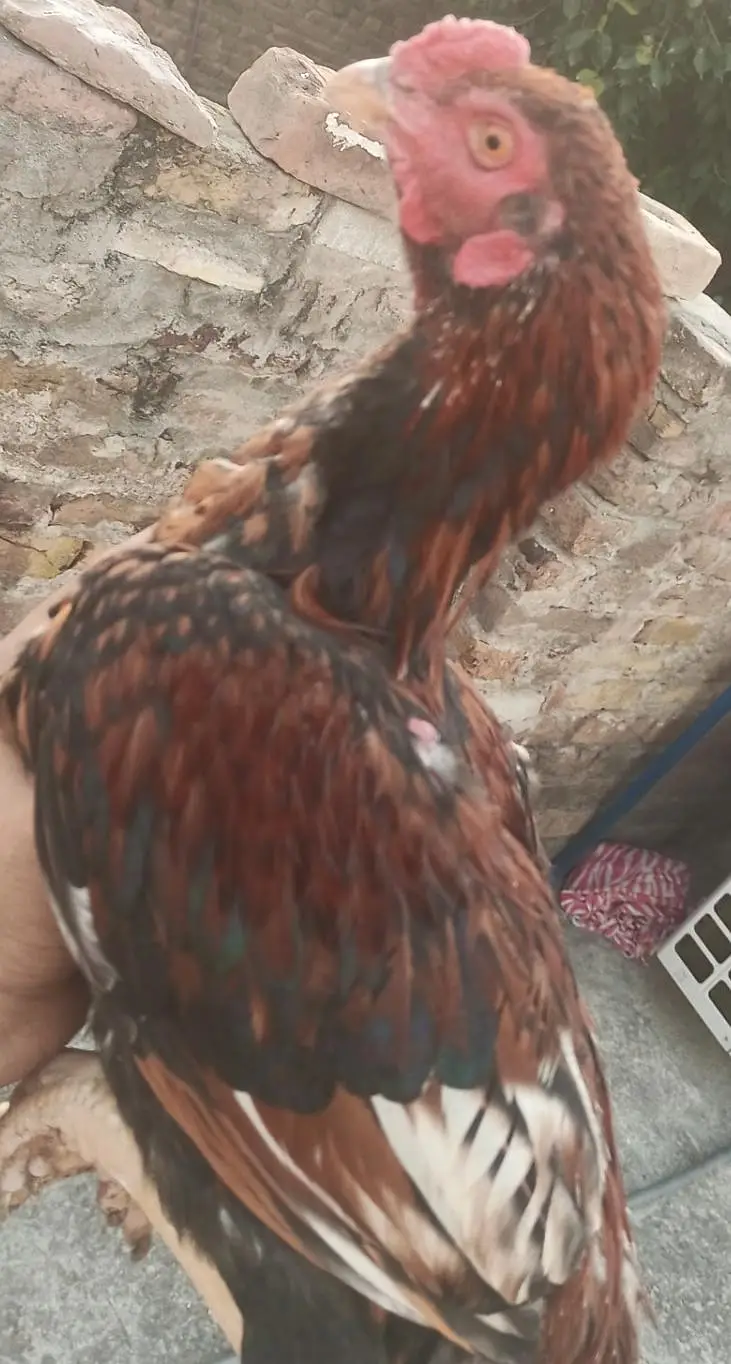 4pathay 4sale ha. jis ko chayia rabta kara . — photo 4