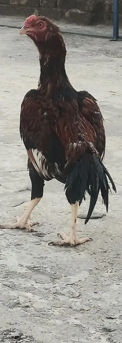 4pathay 4sale ha. jis ko chayia rabta kara . — photo 5