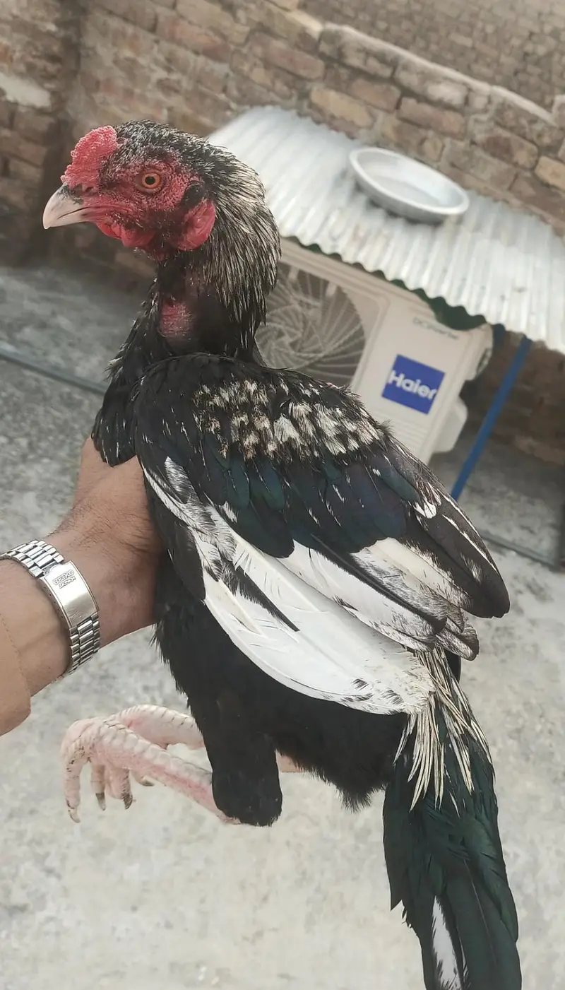 4pathay 4sale ha. jis ko chayia rabta kara . — photo 6