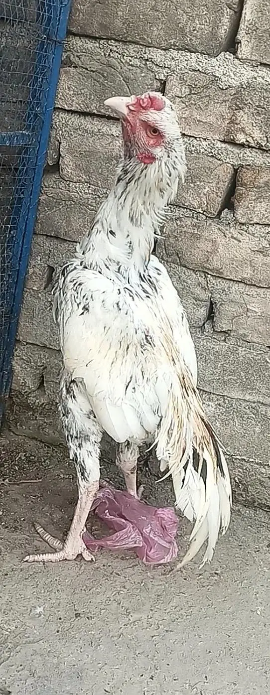 4pathay 4sale ha. jis ko chayia rabta kara . — photo 8