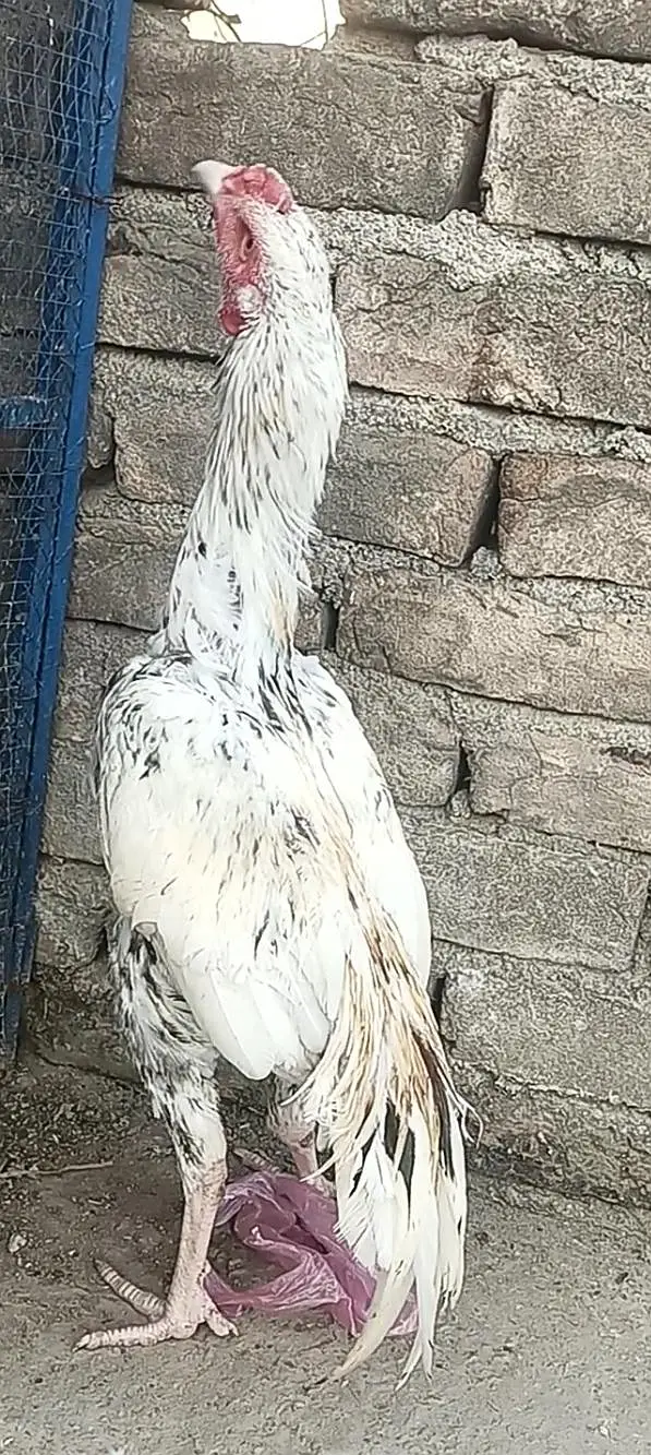 4pathay 4sale ha. jis ko chayia rabta kara . — photo 9