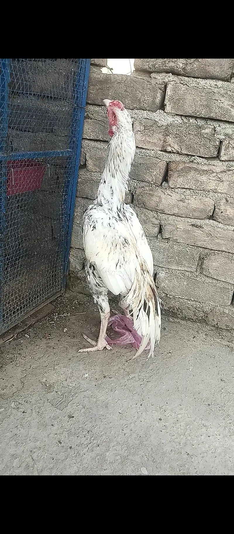 4pathay 4sale ha. jis ko chayia rabta kara . — photo 10