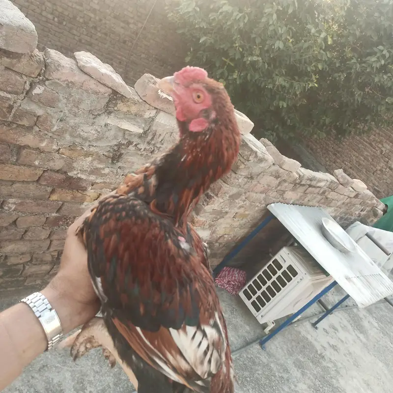 4pathay 4sale ha. jis ko chayia rabta kara . — photo 12