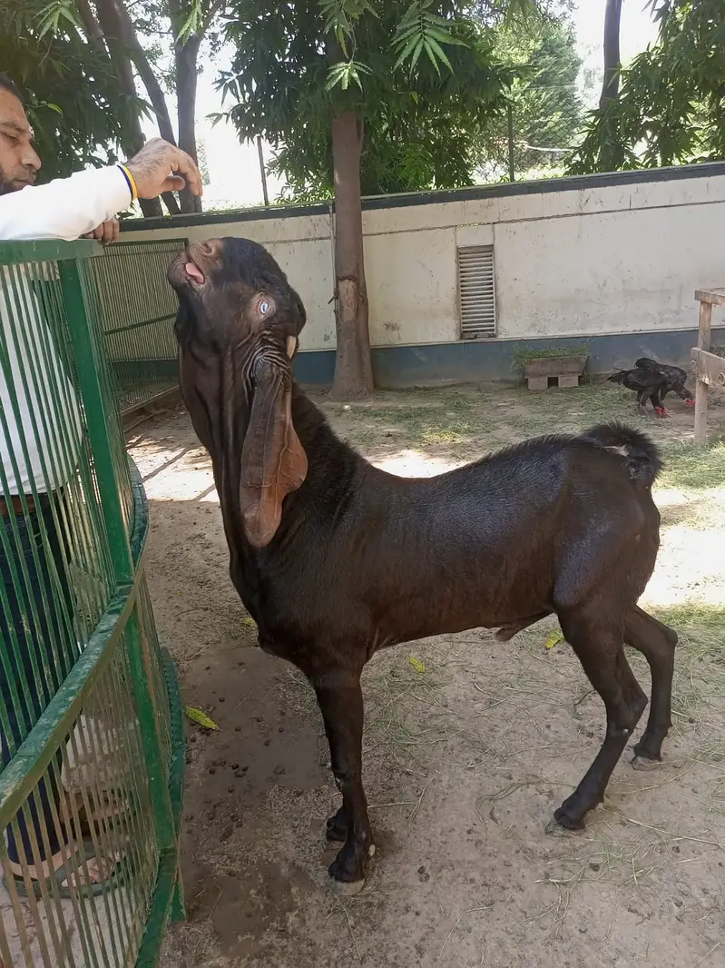 16 Months Nagri Beetal Cross Male Goat – goat for sale — photo 2