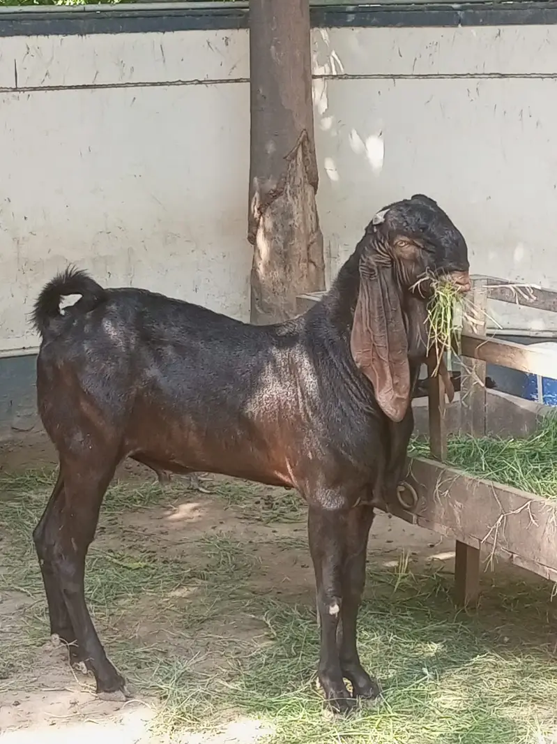 16 Months Nagri Beetal Cross Male Goat – goat for sale — photo 3