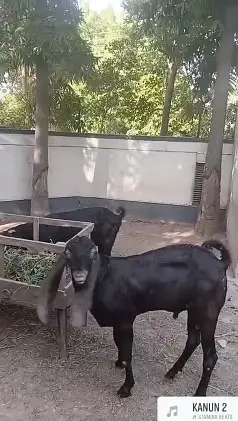 16 Months Nagri Beetal Cross Male Goat – goat for sale — photo 4
