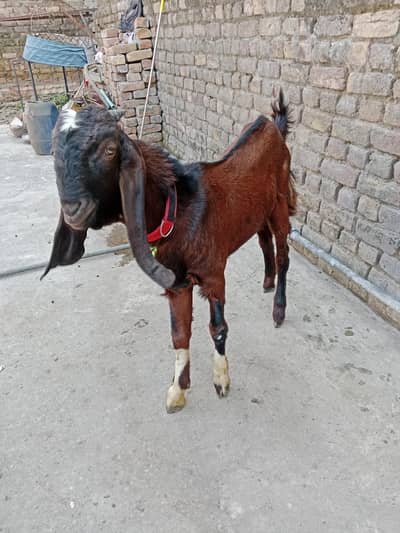 Bakra