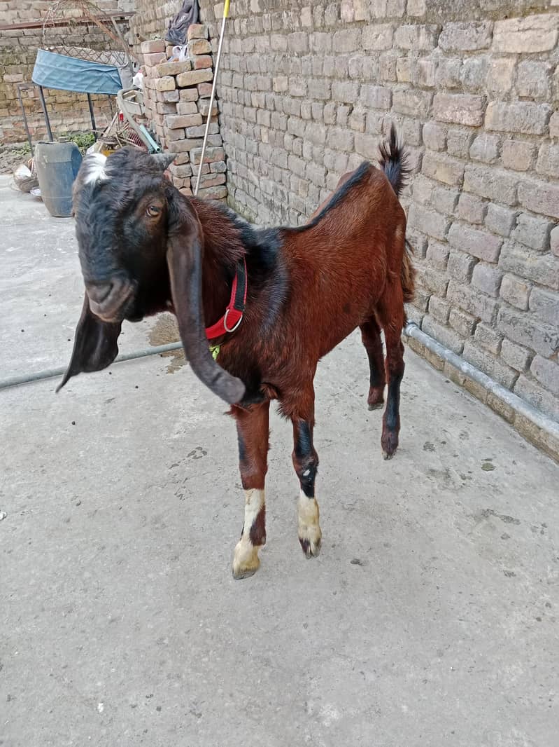Bakra 0