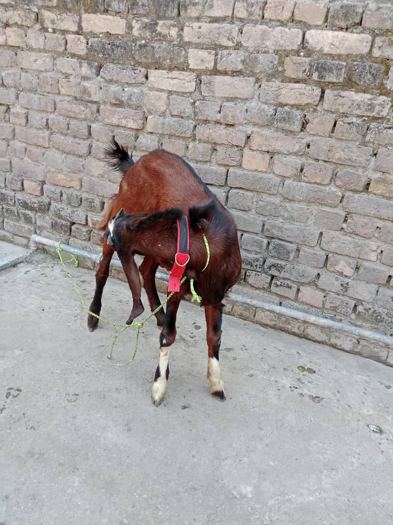 Bakra 1
