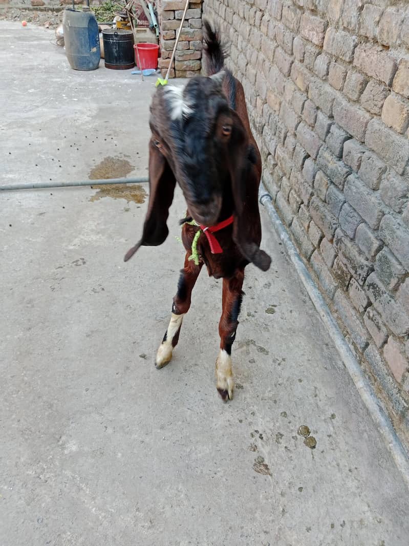 Bakra 2