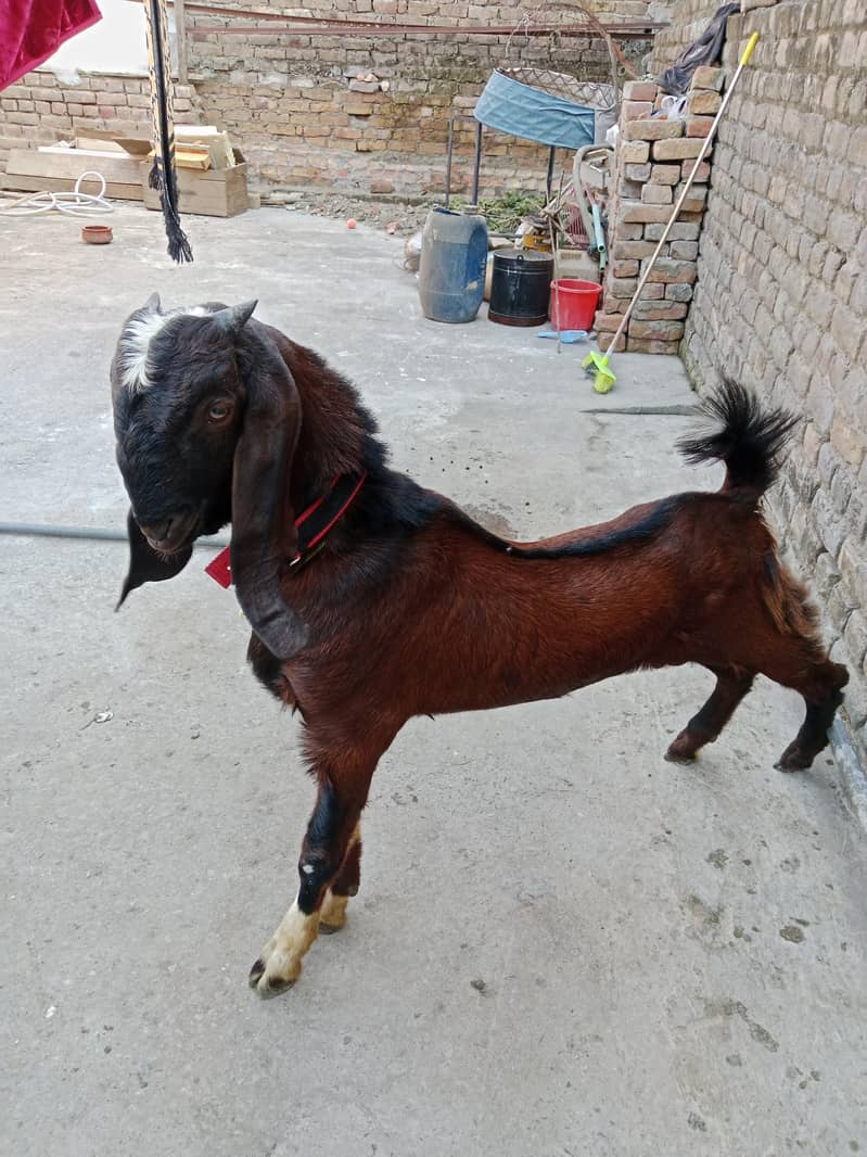 Bakra 3