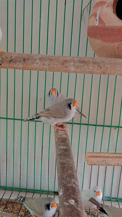 king size breder female for sale