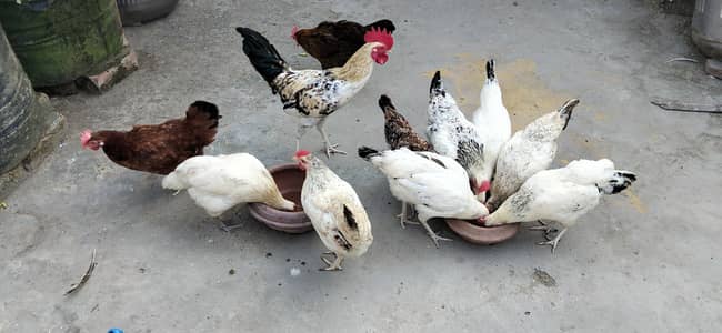 golden misri