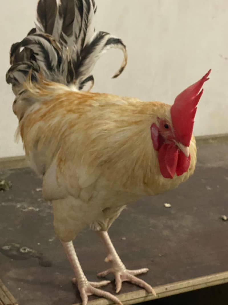 desi murga 0