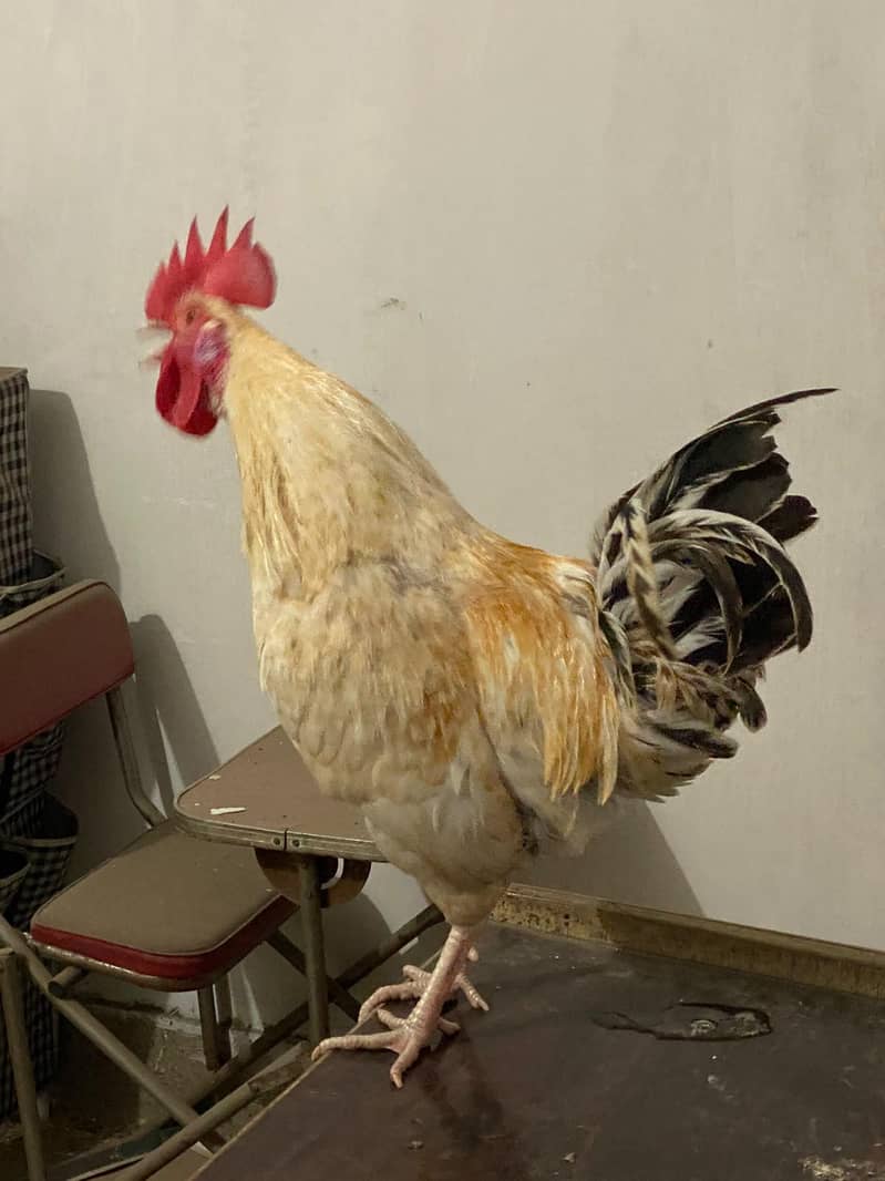 desi murga 2