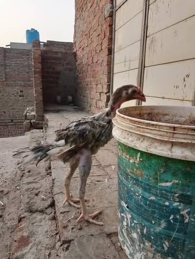 chick for sale