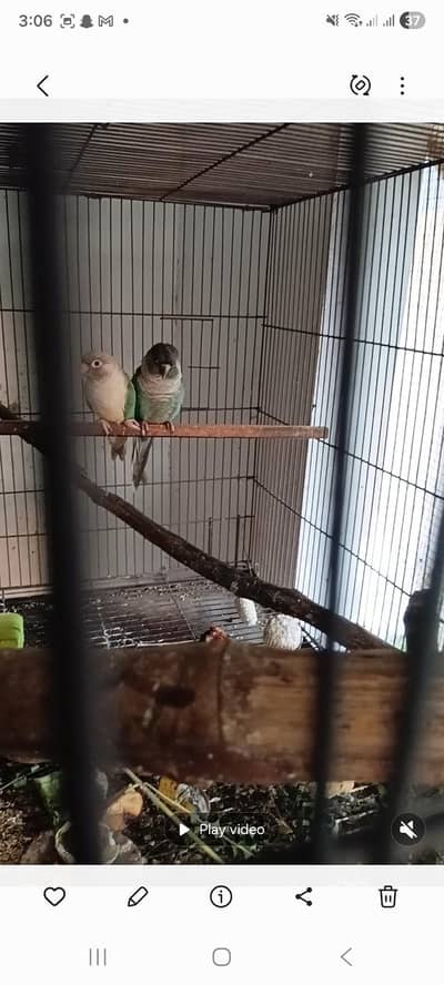 Breeder 100 % blue male cnimon female