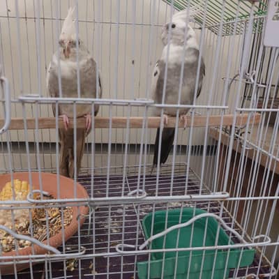 cocktail breeder pair