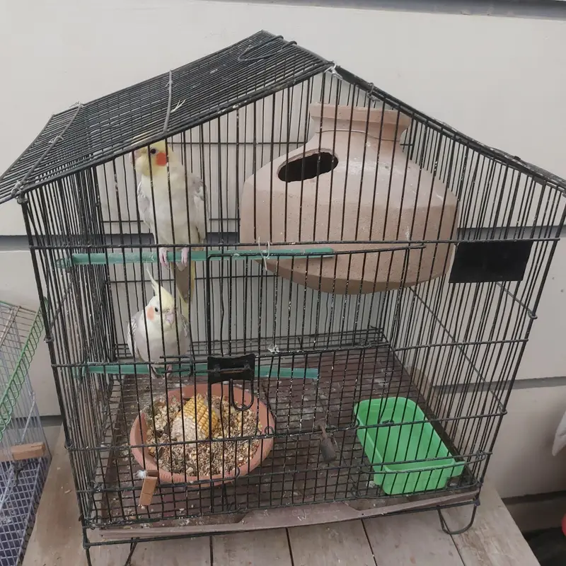 cocktail breeder pair — photo 4