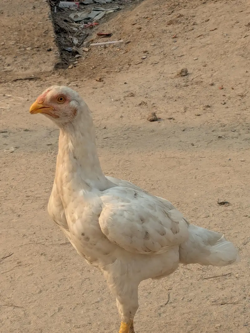 Aseel Mianwali — photo 2