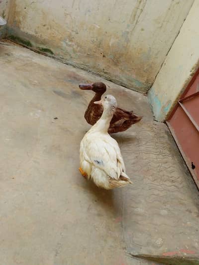 ducks for sale 3 months