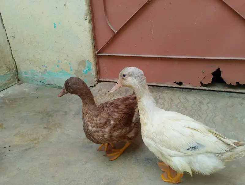 ducks for sale 3 months — photo 2