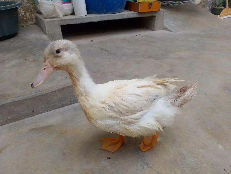 ducks for sale 3 months — photo 3