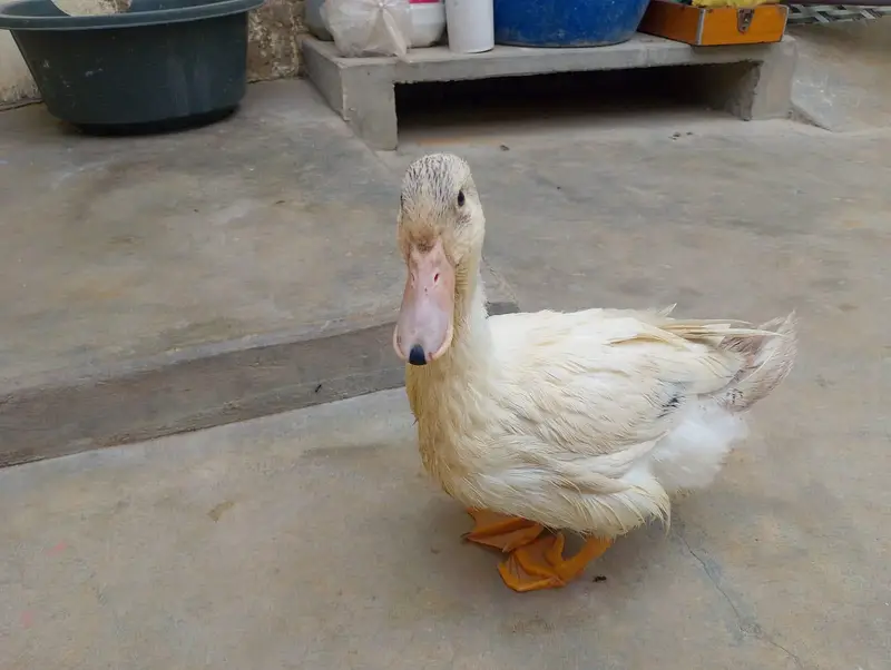 ducks for sale 3 months — photo 4
