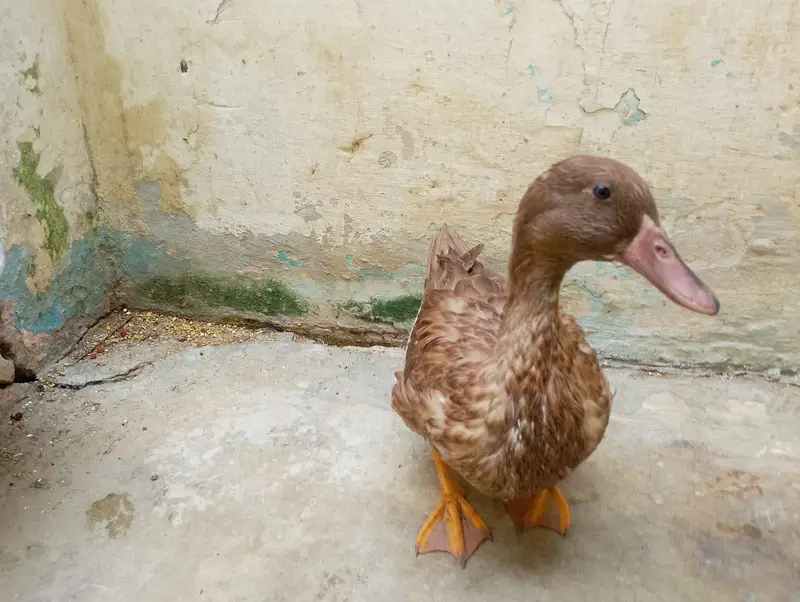 ducks for sale 3 months — photo 5
