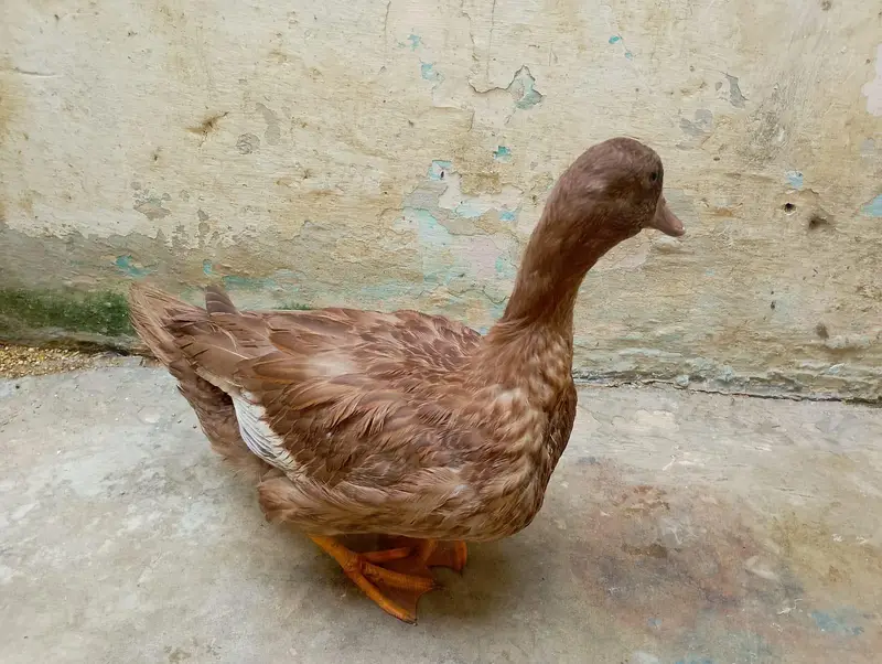 ducks for sale 3 months — photo 6