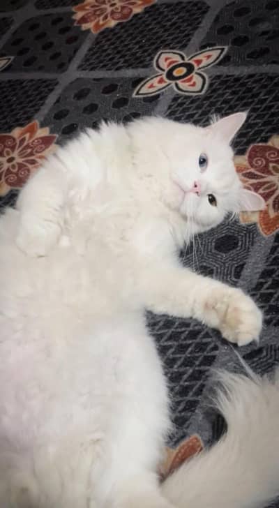 TURKISH CAT BLUE/Green eyes