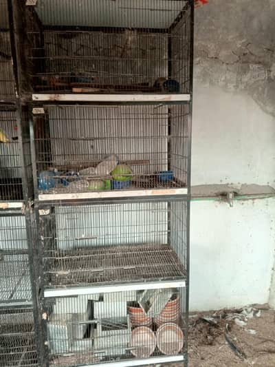 Birds cage