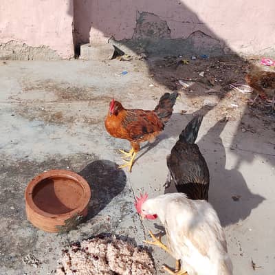 7 phatian or aik murga for sale urgent bases 03315190317
