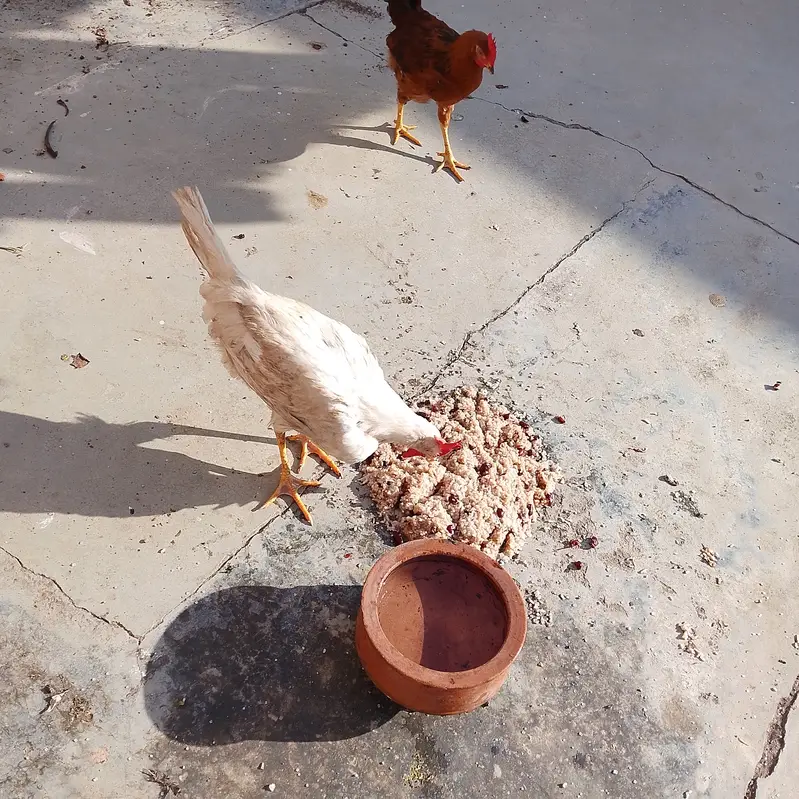 7 phatian or aik murga for sale urgent bases 03315190317 — photo 3