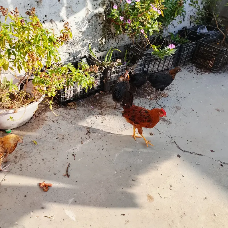 7 phatian or aik murga for sale urgent bases 03315190317 — photo 4