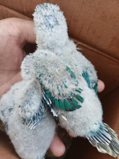 Blue conure babys / 03156376925