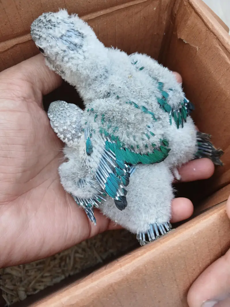 Blue conure babys / 03156376925 — photo 2