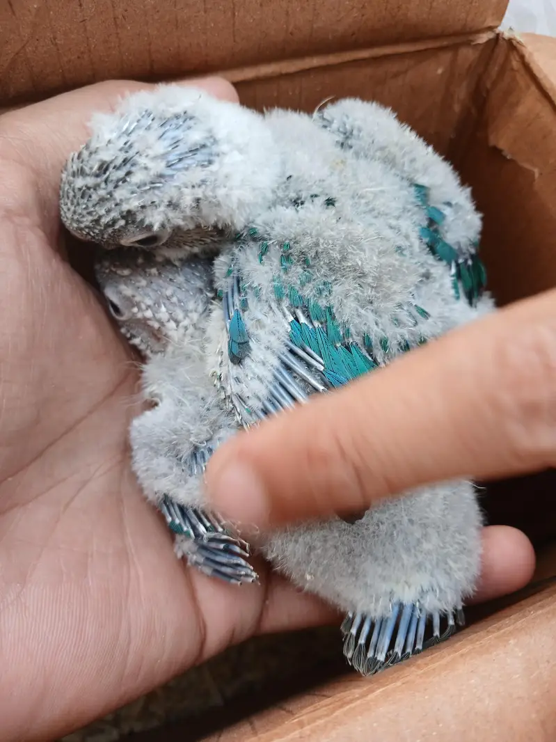 Blue conure babys / 03156376925 — photo 3