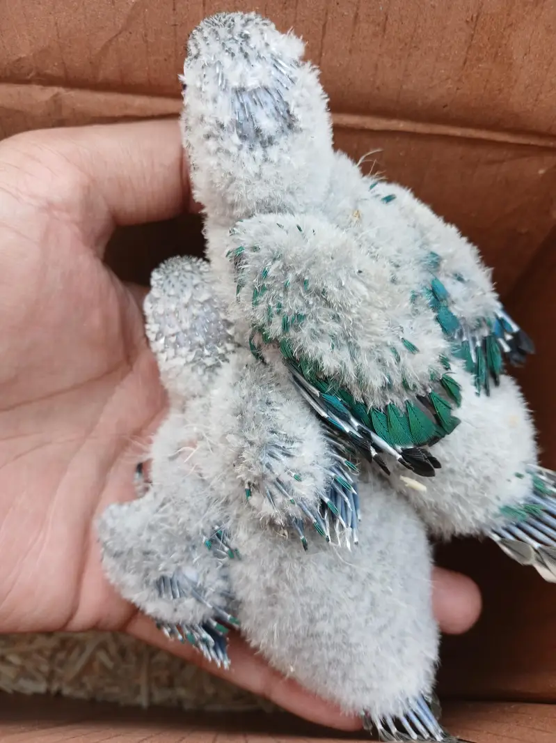 Blue conure babys / 03156376925 — photo 4