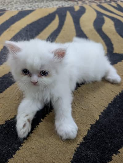 Persian White Kitten