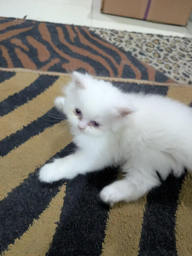 Persian White Kitten — photo 3