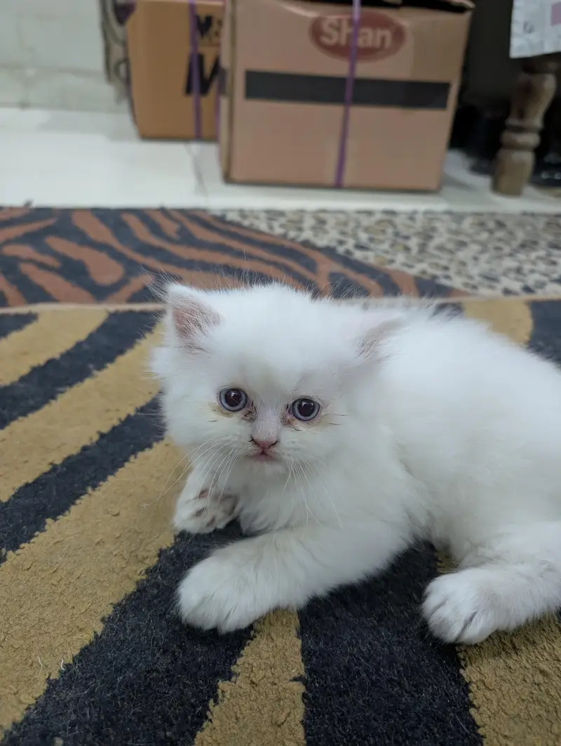 Persian White Kitten — photo 4