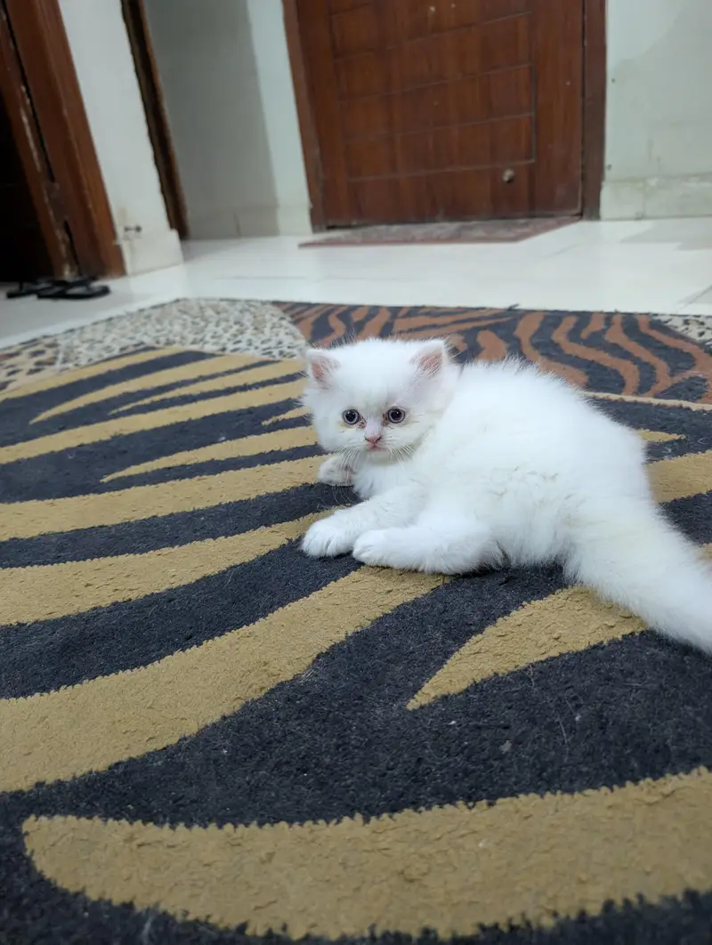 Persian White Kitten — photo 5