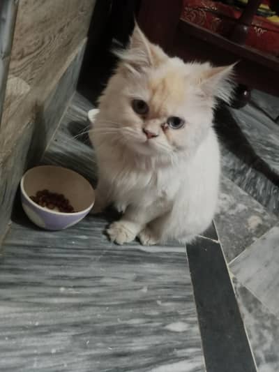 White Persian Cat Available For Sale