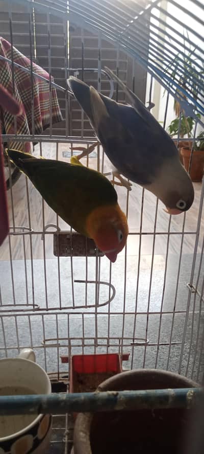 URGENT CASH NEEDED: Active Lovebirds Breeder pair with complete cage