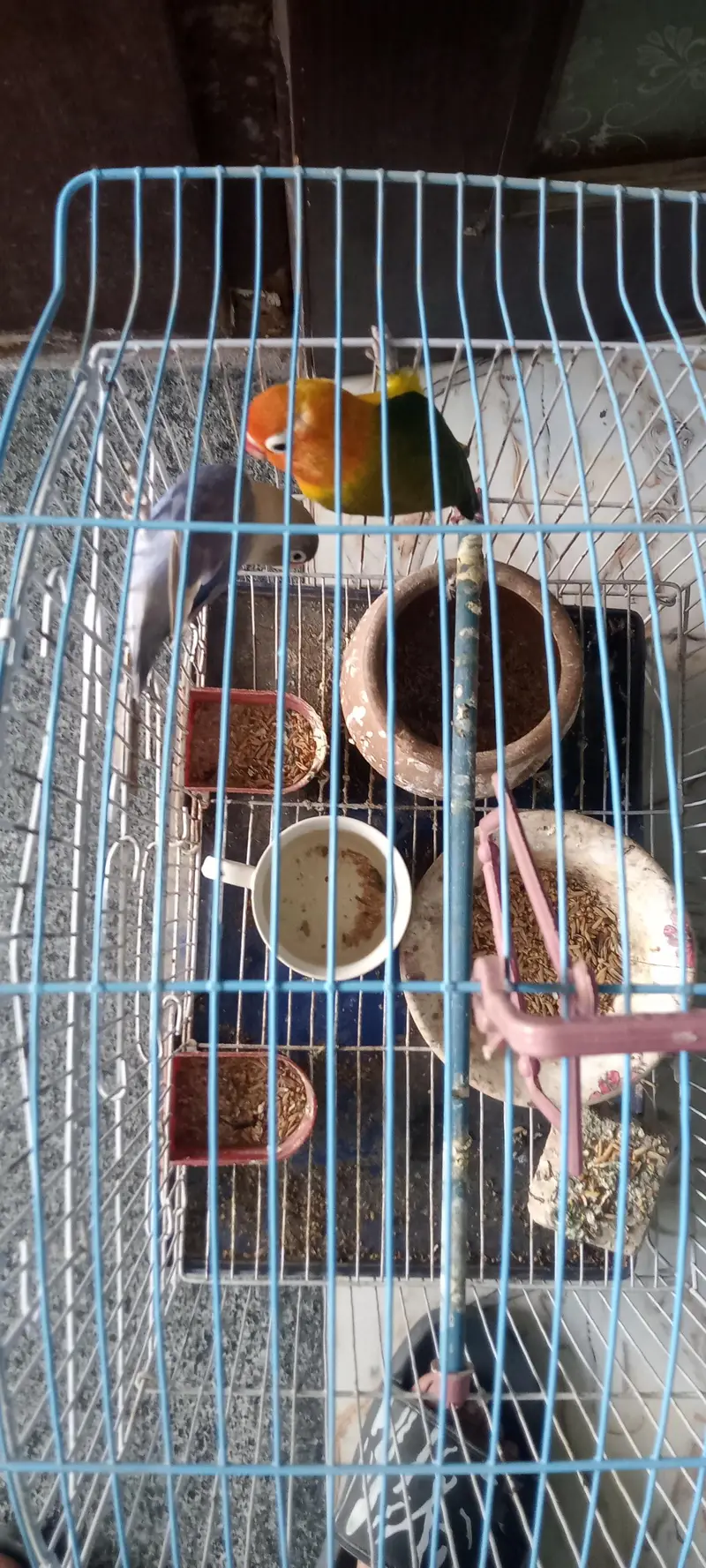 URGENT CASH NEEDED: Active Lovebirds Breeder pair with complete cage — photo 2