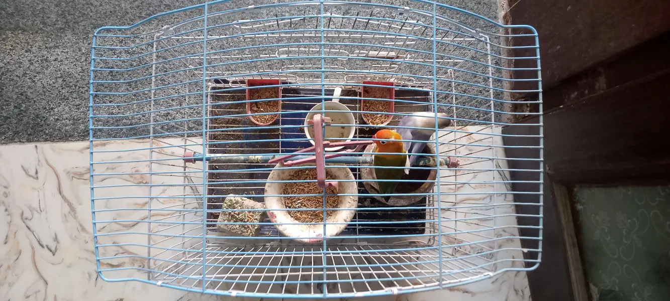 URGENT CASH NEEDED: Active Lovebirds Breeder pair with complete cage — photo 3