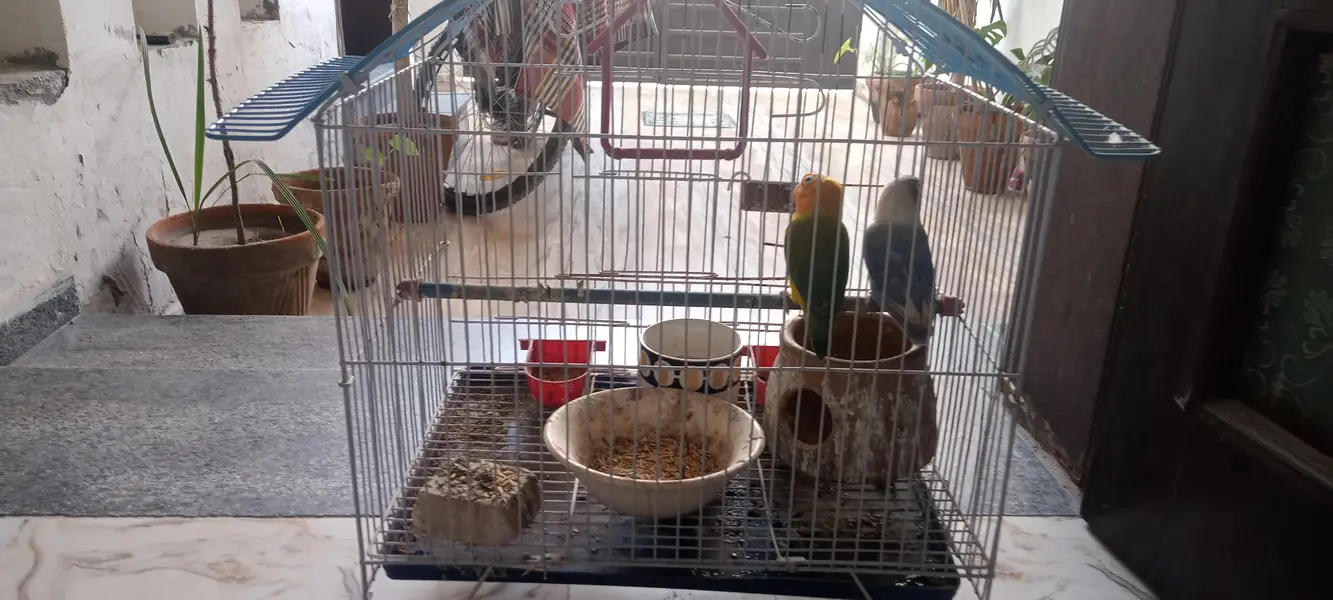 URGENT CASH NEEDED: Active Lovebirds Breeder pair with complete cage — photo 4