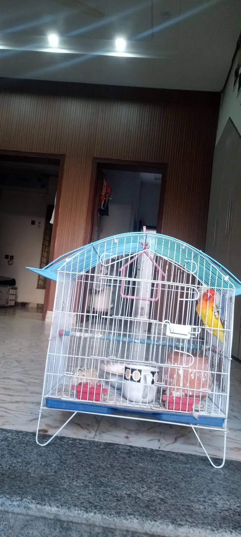 URGENT CASH NEEDED: Active Lovebirds Breeder pair with complete cage — photo 5