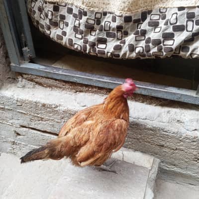 Desi murgi Andy wali